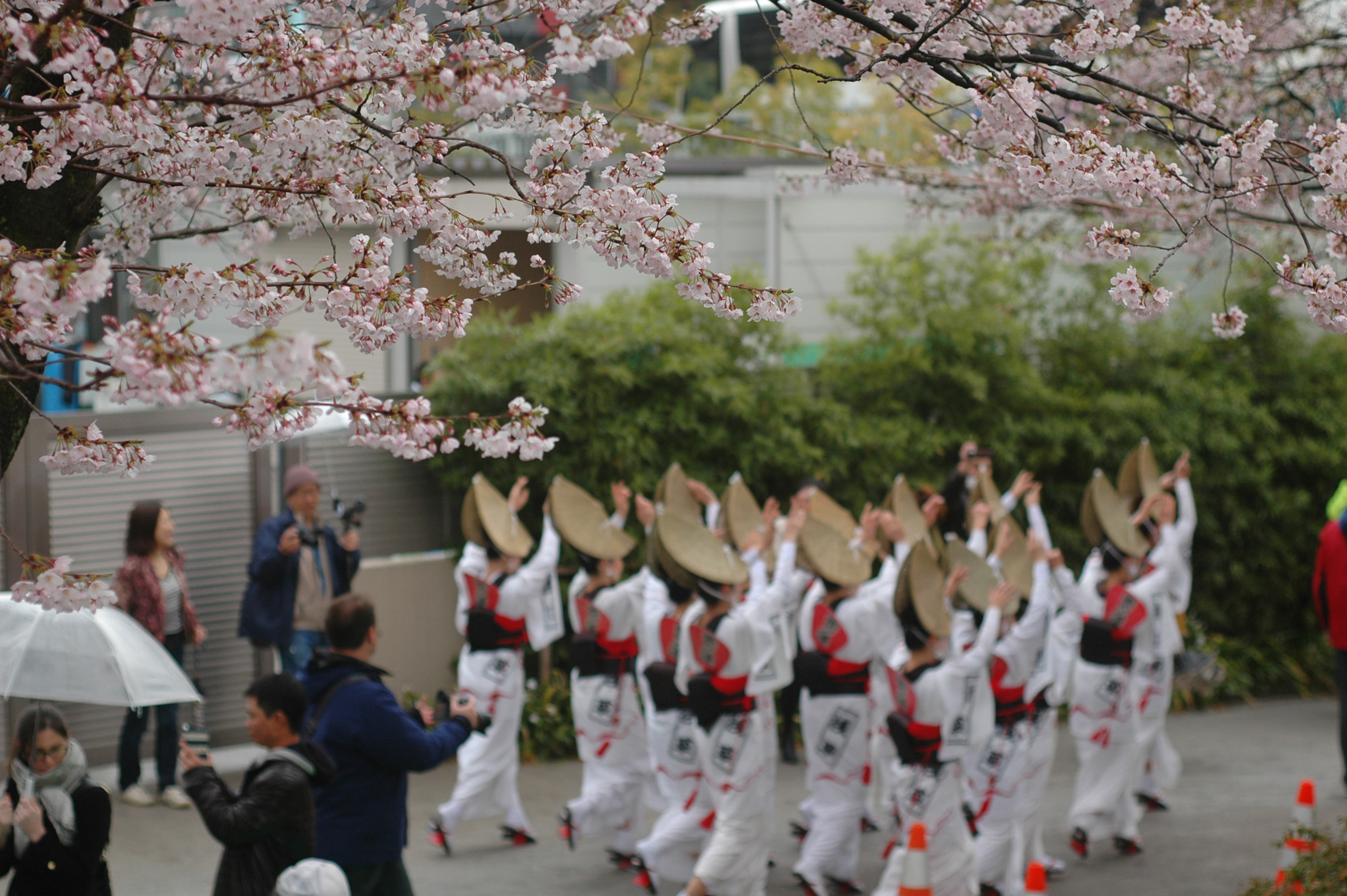 Nikon D70 + AF Nikkor 50mm f/1.8 N sample photo. Cherryblossoms & awaodori photography