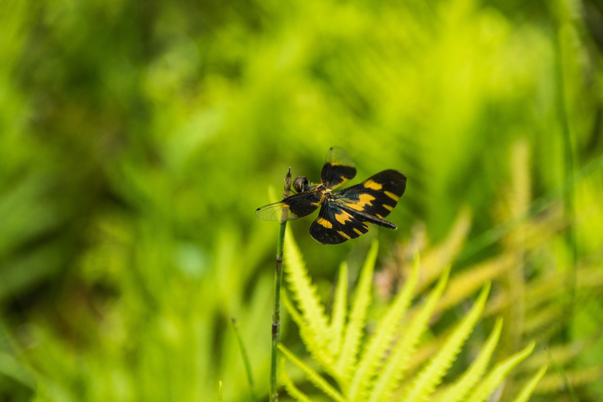 Sony DT 18-250mm F3.5-6.3 sample photo