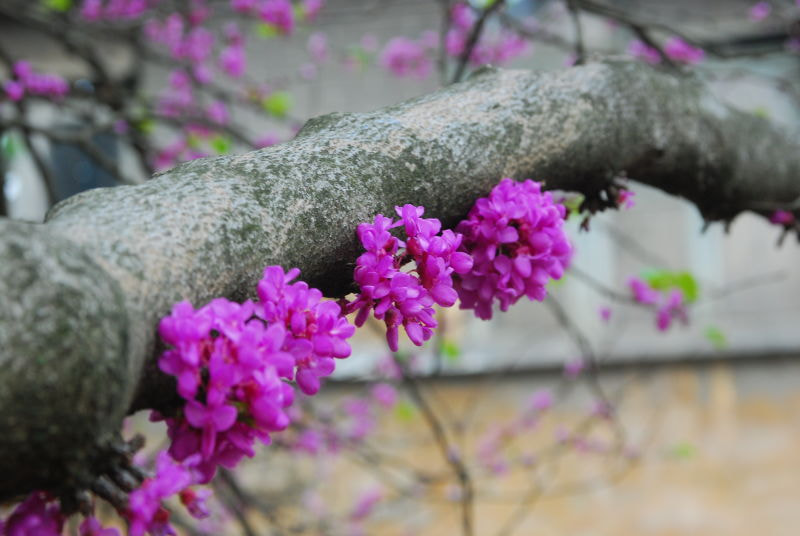 AF Zoom-Nikkor 28-105mm f/3.5-4.5D IF sample photo