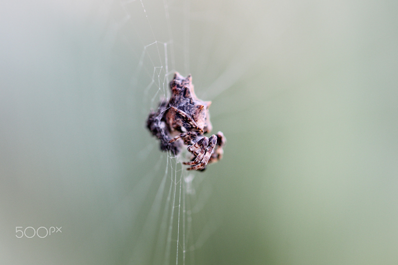 Sigma 105mm F2.8 EX DG OS HSM sample photo. Suspended waiting photography