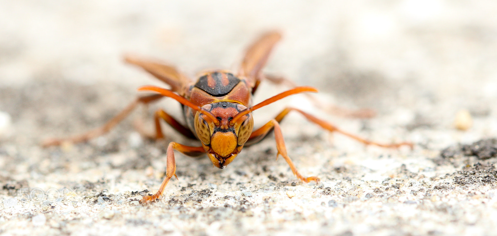 Sigma 105mm F2.8 EX DG OS HSM sample photo. Black back paper wasp photography