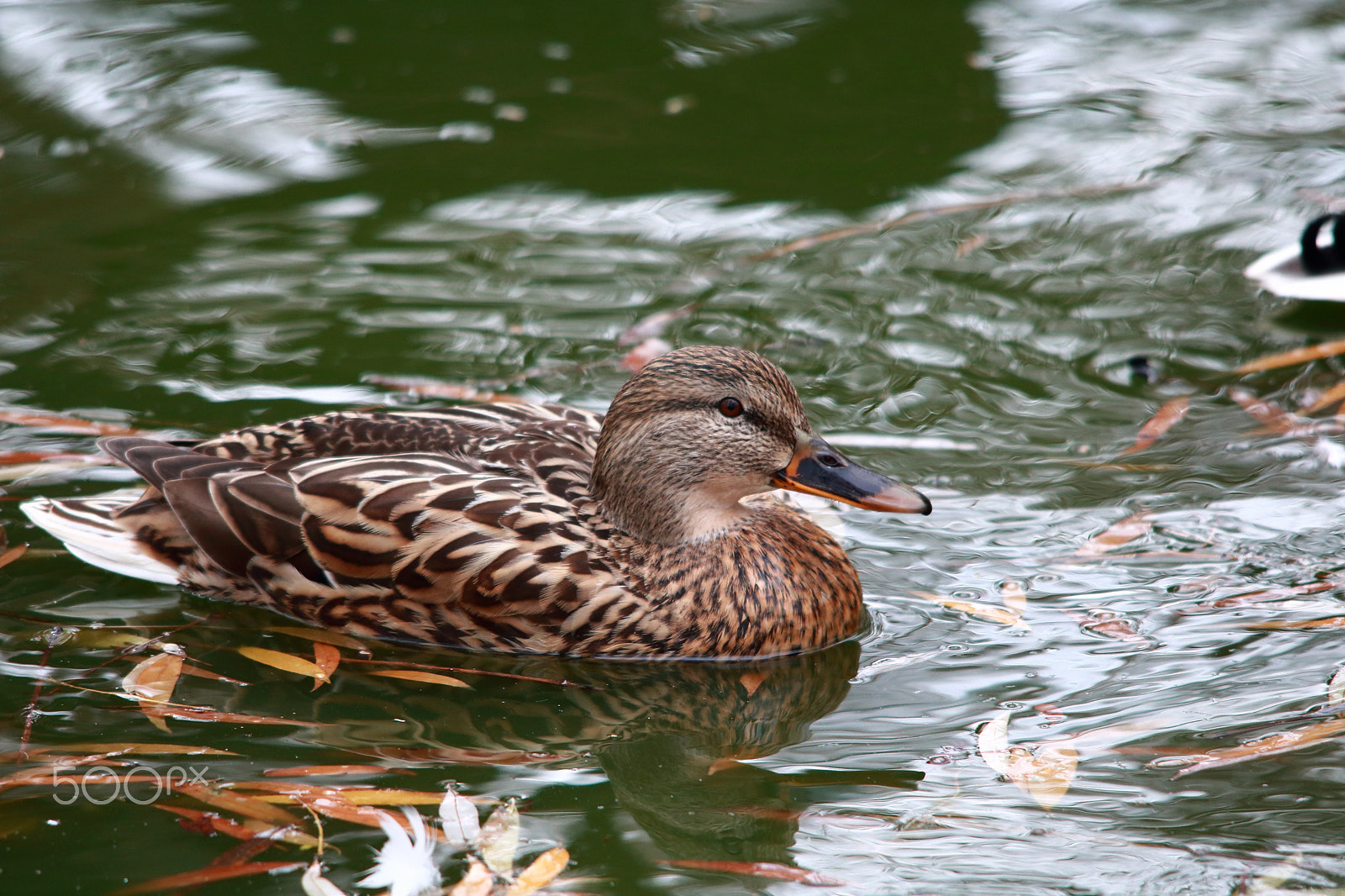 Sigma 150-500mm F5-6.3 DG OS HSM sample photo. Nikolaev zoo photography
