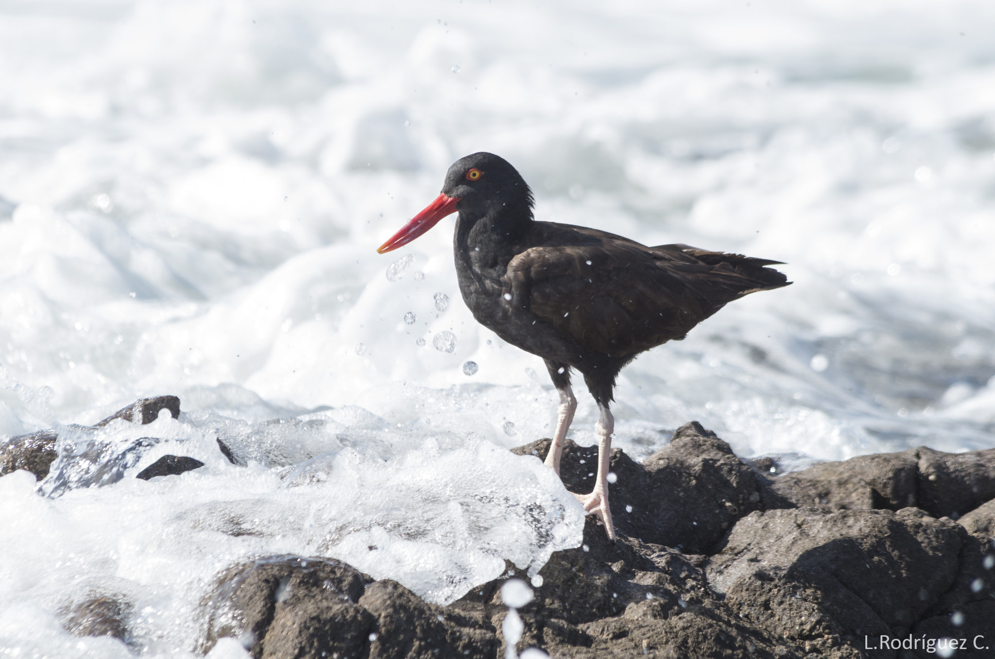 smc PENTAX-DA L 55-300mm F4-5.8 ED sample photo. Pilpilén negro - blackish oystercatcher photography