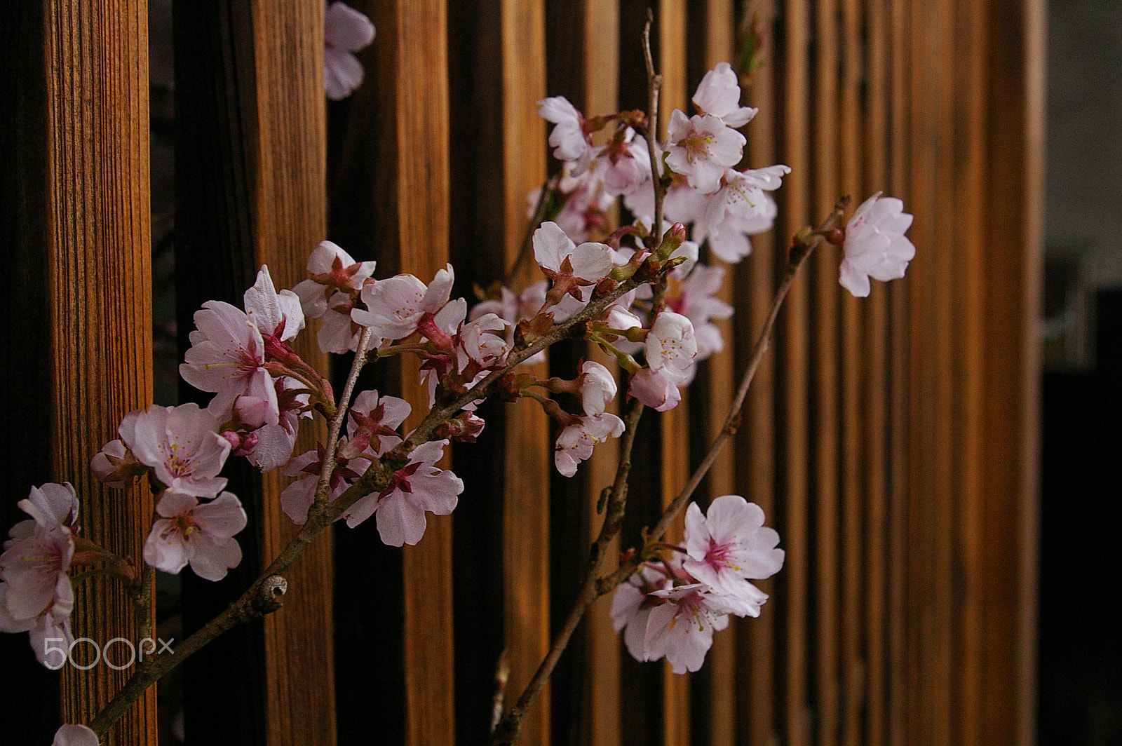 Pentax *ist DS sample photo. Blooming photography