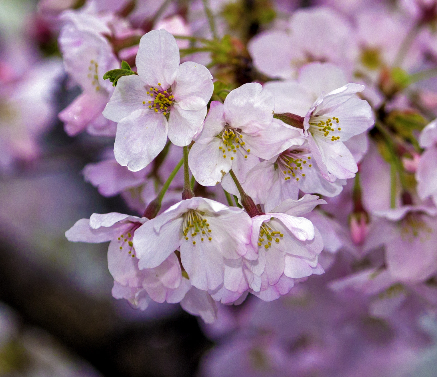 Canon EF 100-400mm F4.5-5.6L IS USM sample photo. More cherry blossoms photography