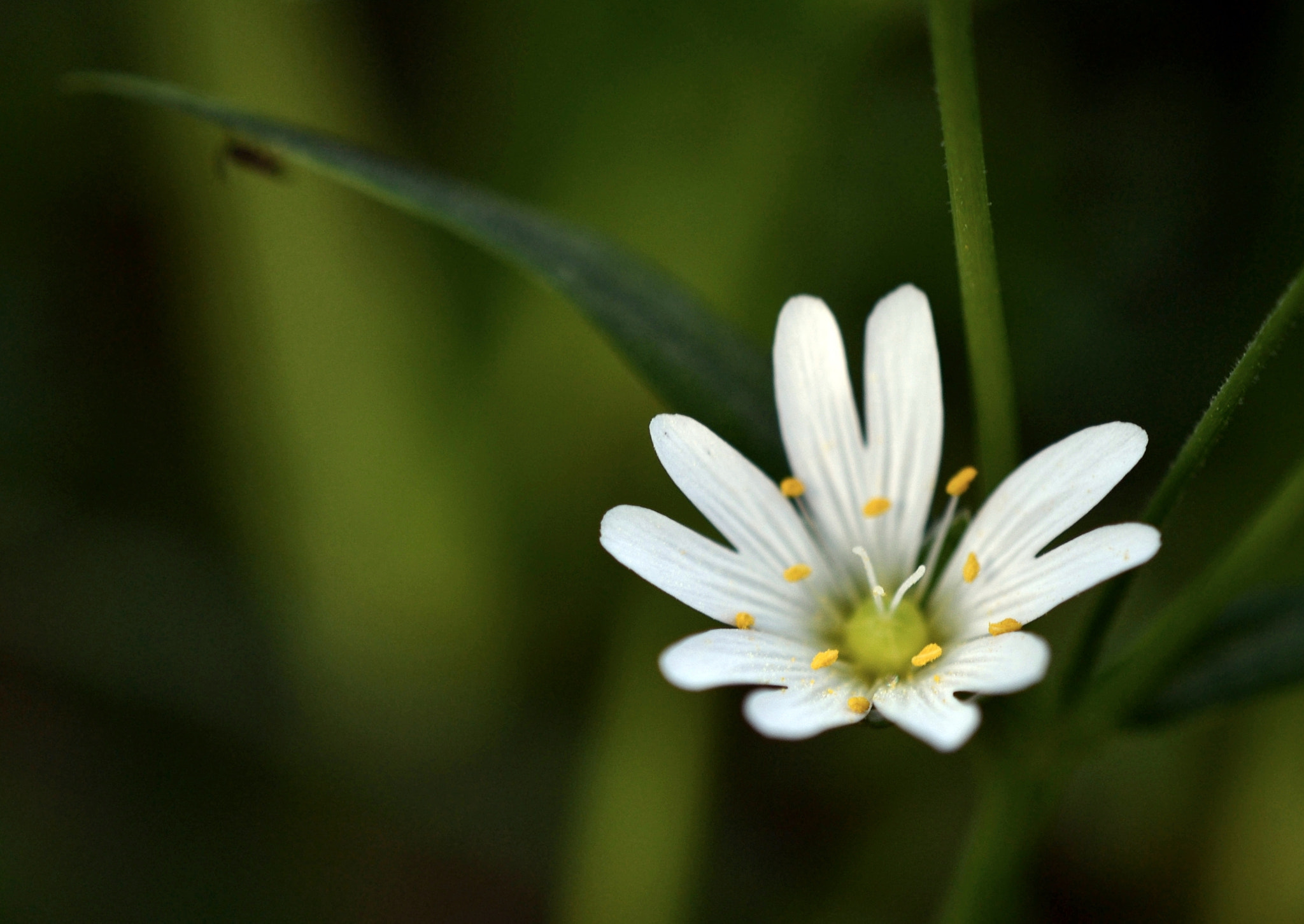 Nikon AF-S DX Micro-Nikkor 85mm F3.5G ED VR sample photo. Stellaria holostea photography