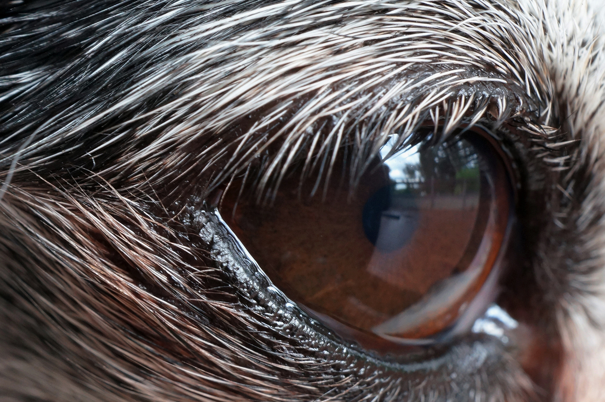 Sony Alpha NEX-5N + Sony E 30mm F3.5 Macro sample photo. Chihuahua lookout photography