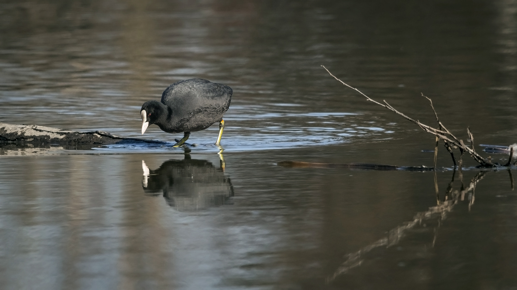 Sigma 150-500mm F5-6.3 DG OS HSM sample photo. Coot. photography