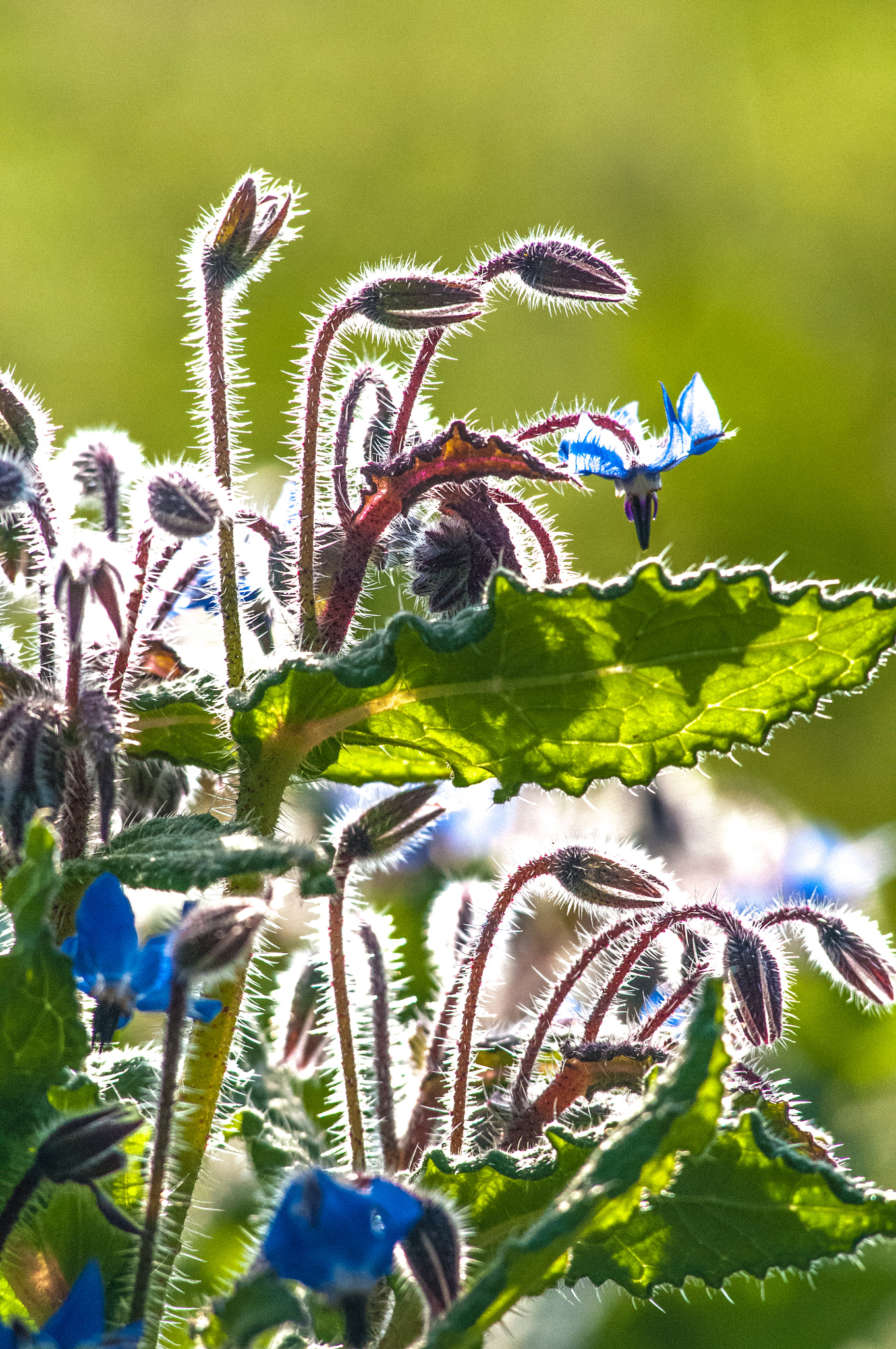 AF Zoom-Nikkor 80-200mm f/2.8 ED sample photo. Borragine photography