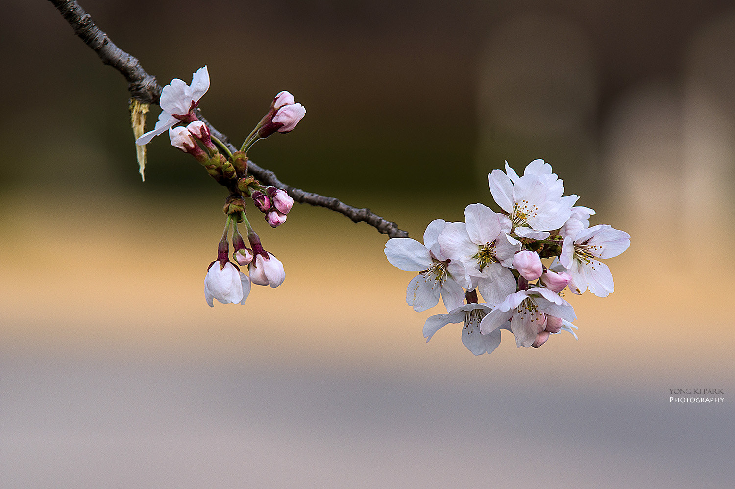 Pentax K-3 sample photo. Dream of spring-1 photography