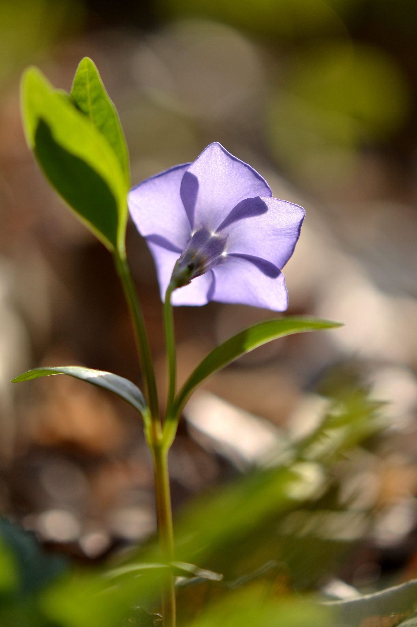 Nikon AF-S DX Micro-Nikkor 85mm F3.5G ED VR sample photo. Vinca minor photography