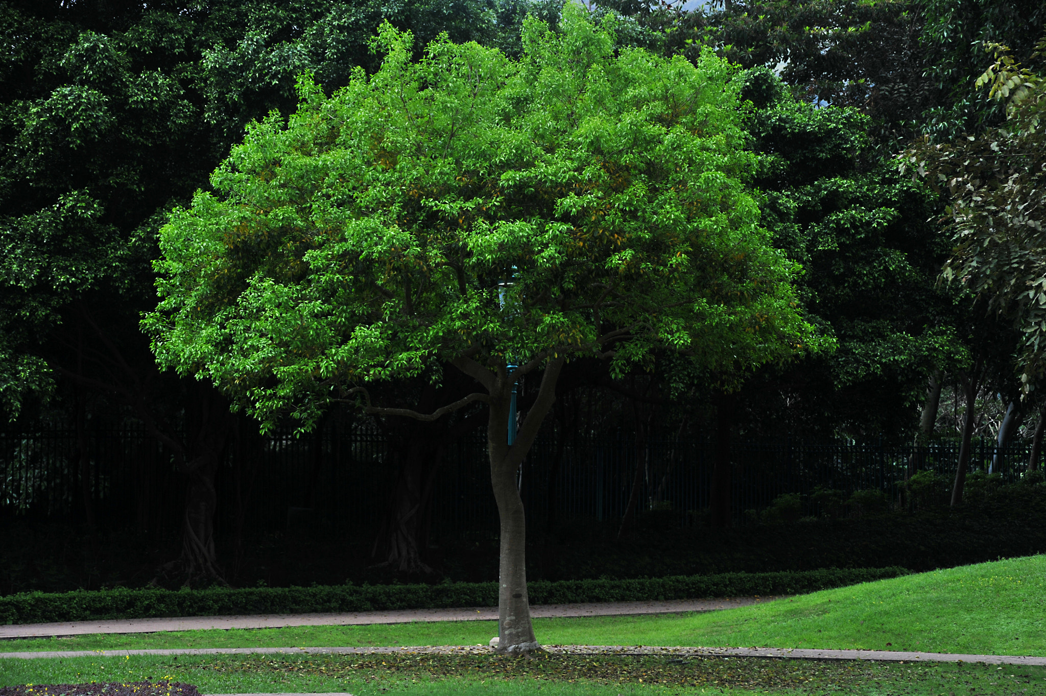 Nikon D3S sample photo. ...樹... photography