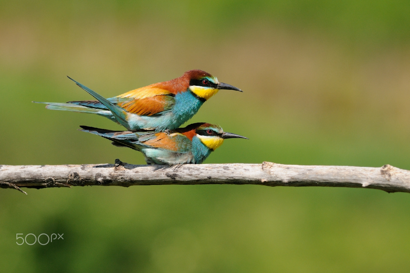 Nikon D300 + Nikon AF-S Nikkor 300mm F4D ED-IF sample photo. You are watching us!!! photography