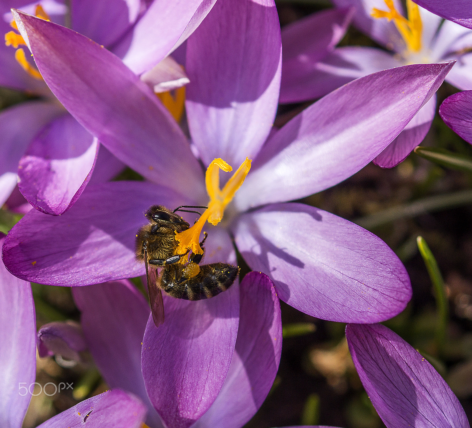 Sony SLT-A58 + Sony DT 30mm F2.8 Macro SAM sample photo. Bee story photography