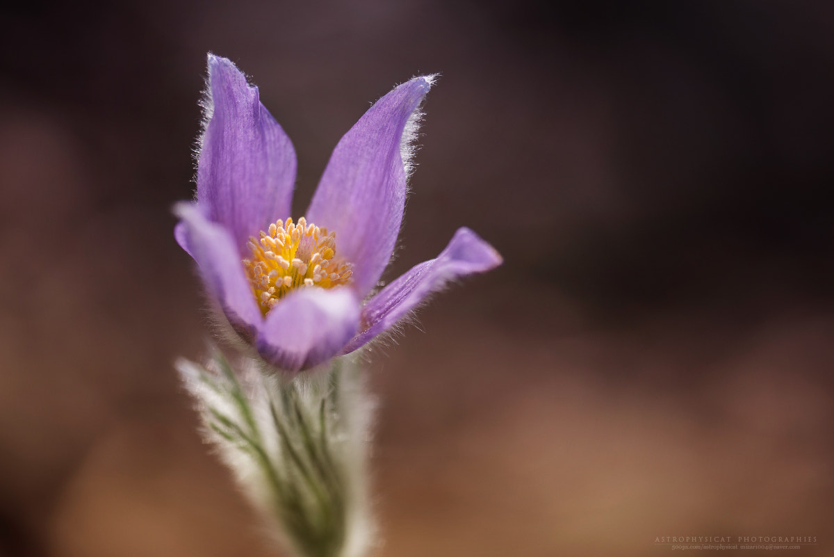 Sigma 150mm F2.8 EX DG OS Macro HSM sample photo. Downy spring photography
