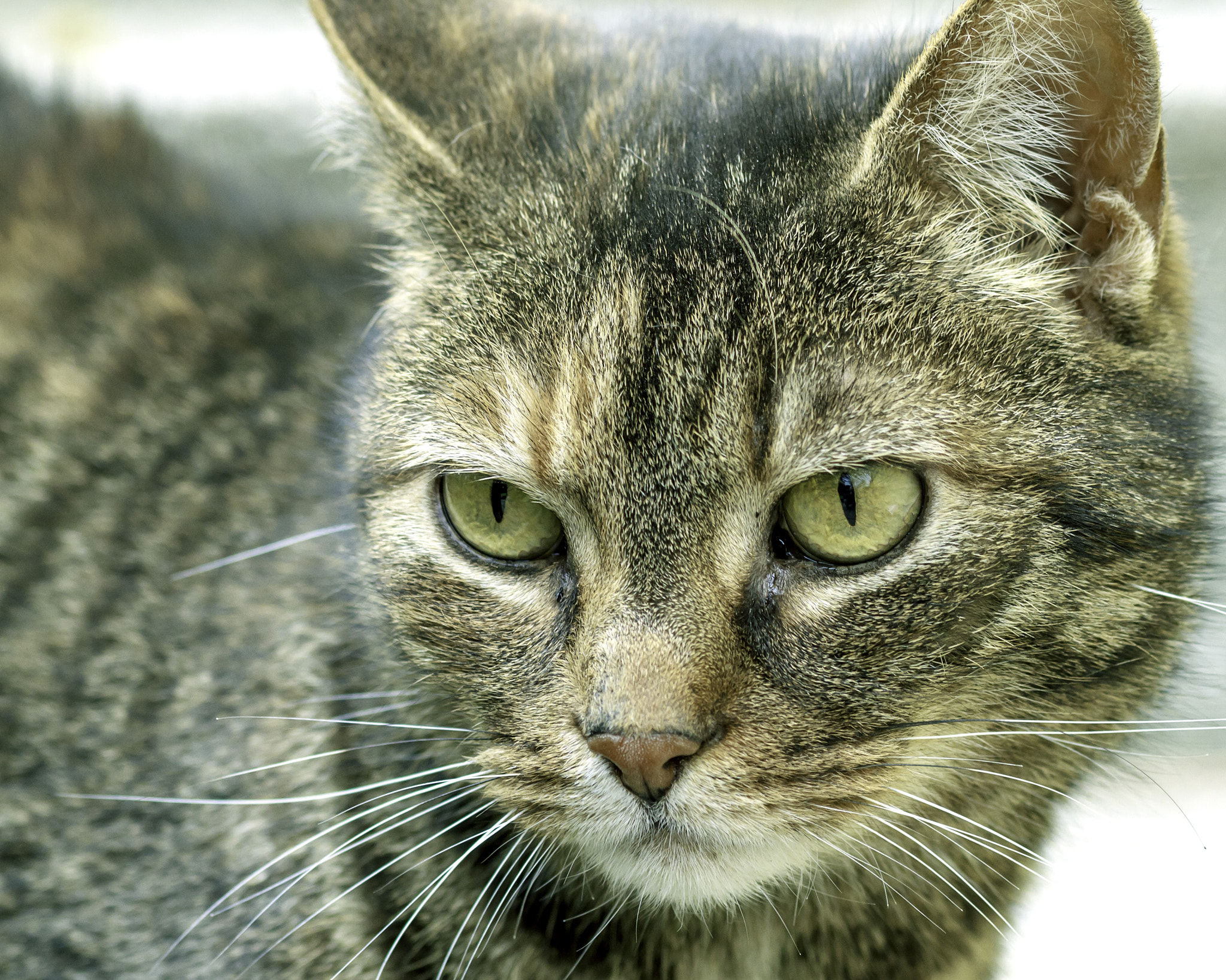 Canon EOS 7D + Sigma 105mm F2.8 EX DG Macro sample photo. Eyes photography