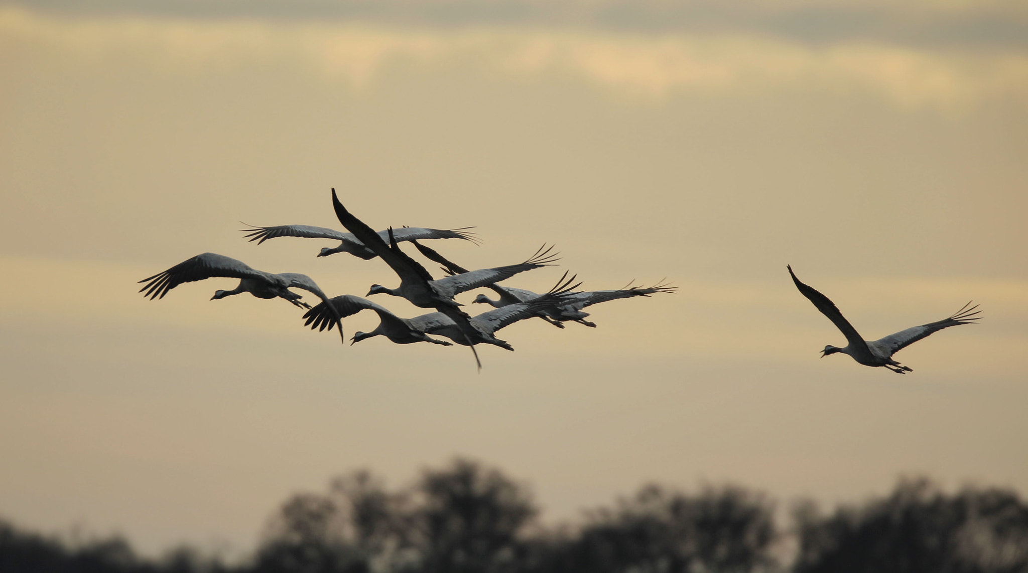 Canon EF 800mm F5.6L IS USM sample photo. Cranes from pulken in sweden photography