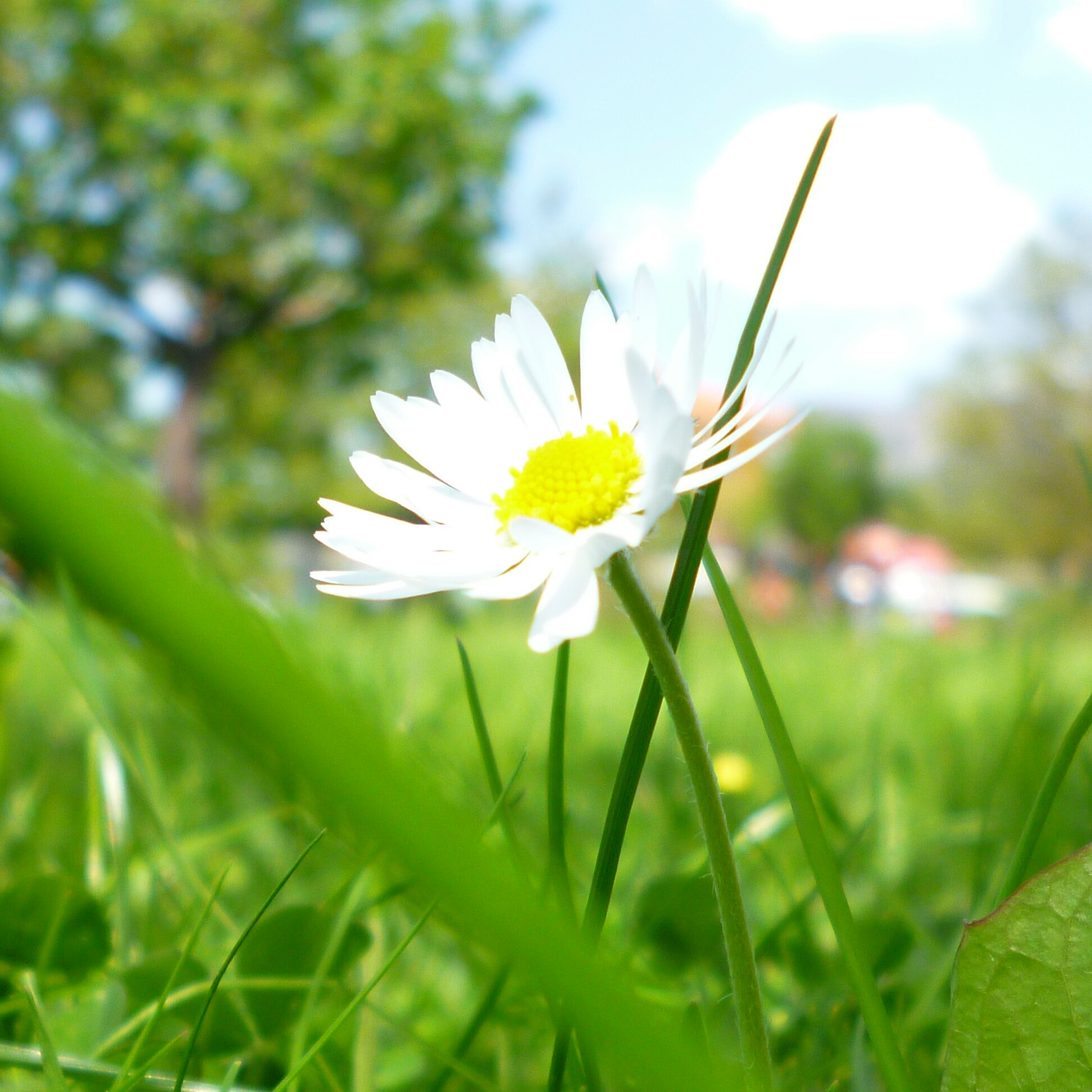 Panasonic DMC-FS16 sample photo. Spring flower  photography