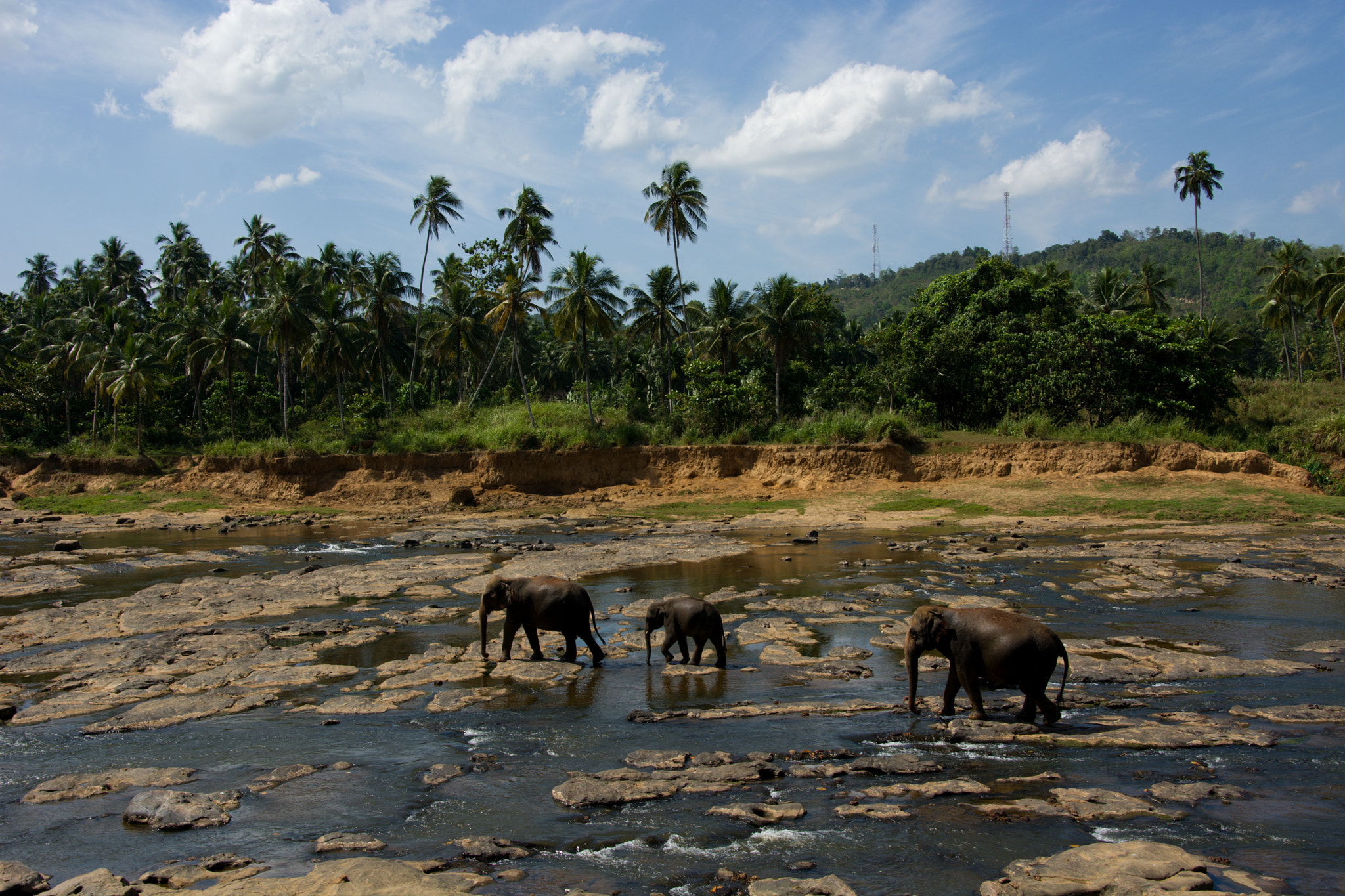 Nikon D7100 + 18.00 - 105.00 mm f/3.5 - 5.6 sample photo. Elephant orphanage, pinnawala, sri lanka photography