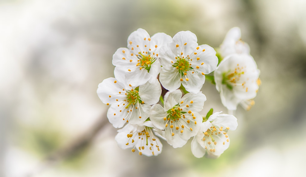 White Spring light by frederic gombert on 500px.com