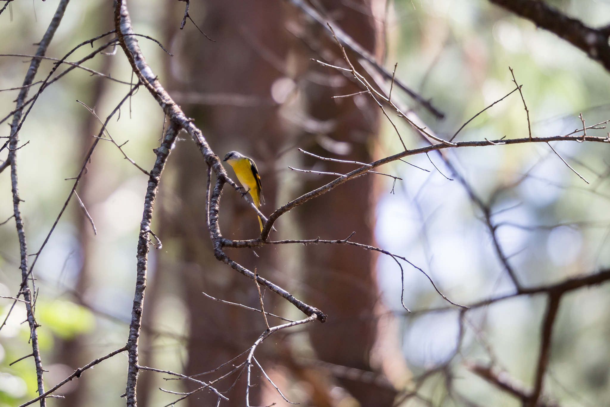 Canon EF 200mm F2L IS USM sample photo. Grey-chinned minivet (female), in doi inthanon photography