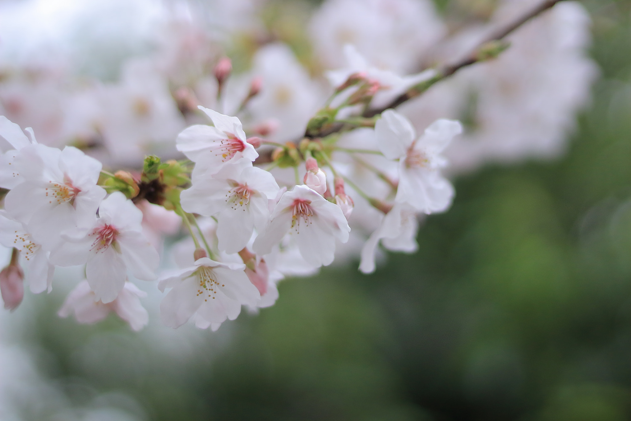 Canon EOS 100D (EOS Rebel SL1 / EOS Kiss X7) + Canon EF 50mm F1.8 STM sample photo. Cherry blossoms 1/3 photography