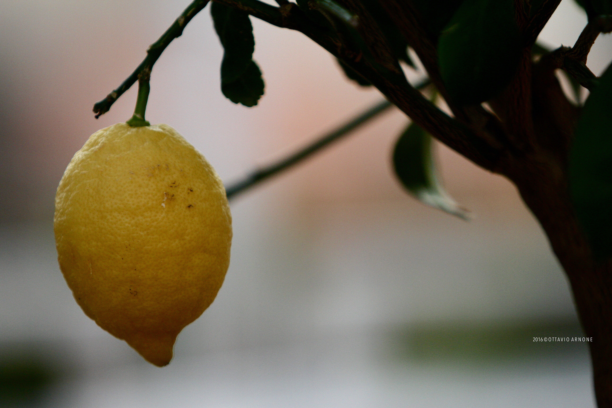 Canon EF 70-200mm F2.8L IS USM sample photo. Lemon's tree photography