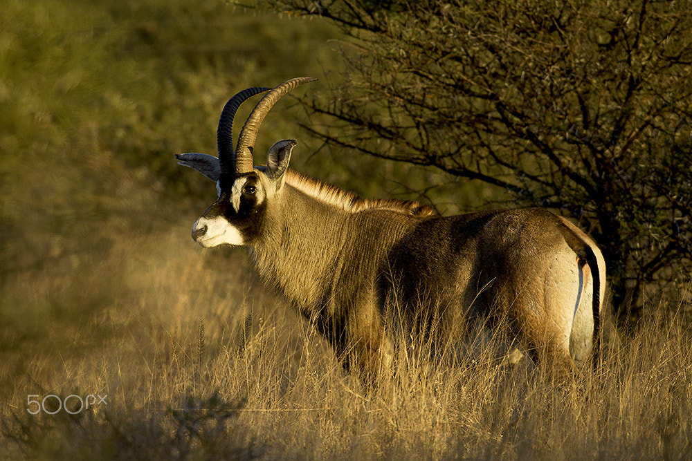 Canon EF 600mm f/4L IS sample photo. Roan antelope photography