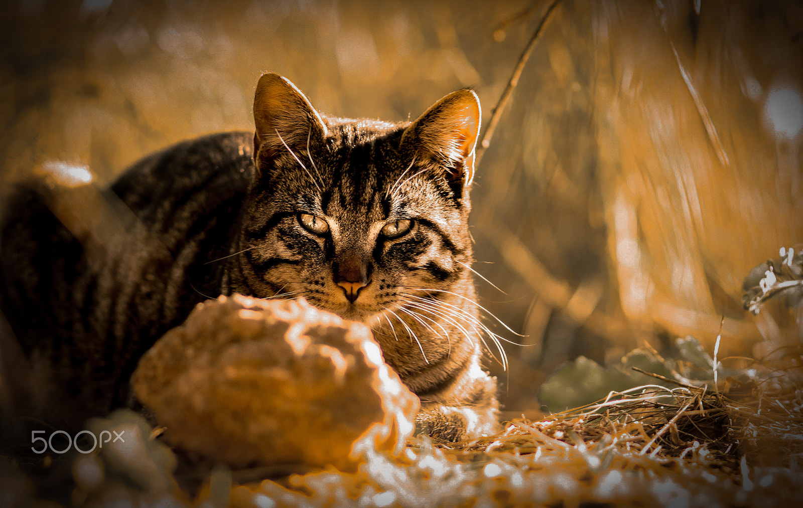 Nikon D800 + AF Nikkor 180mm f/2.8 IF-ED sample photo. Kai photography