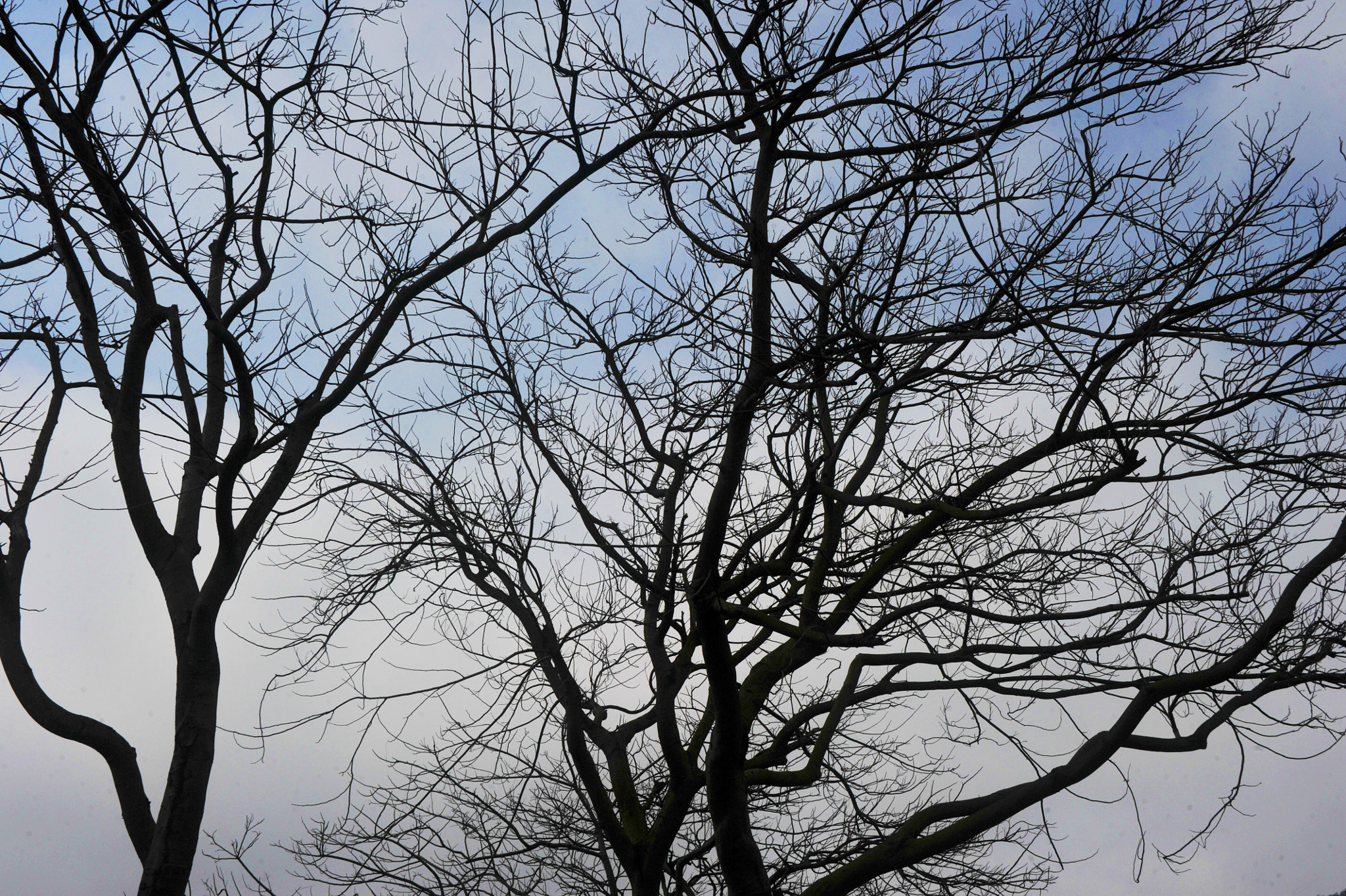 Nikon D3S sample photo. ...樹... photography