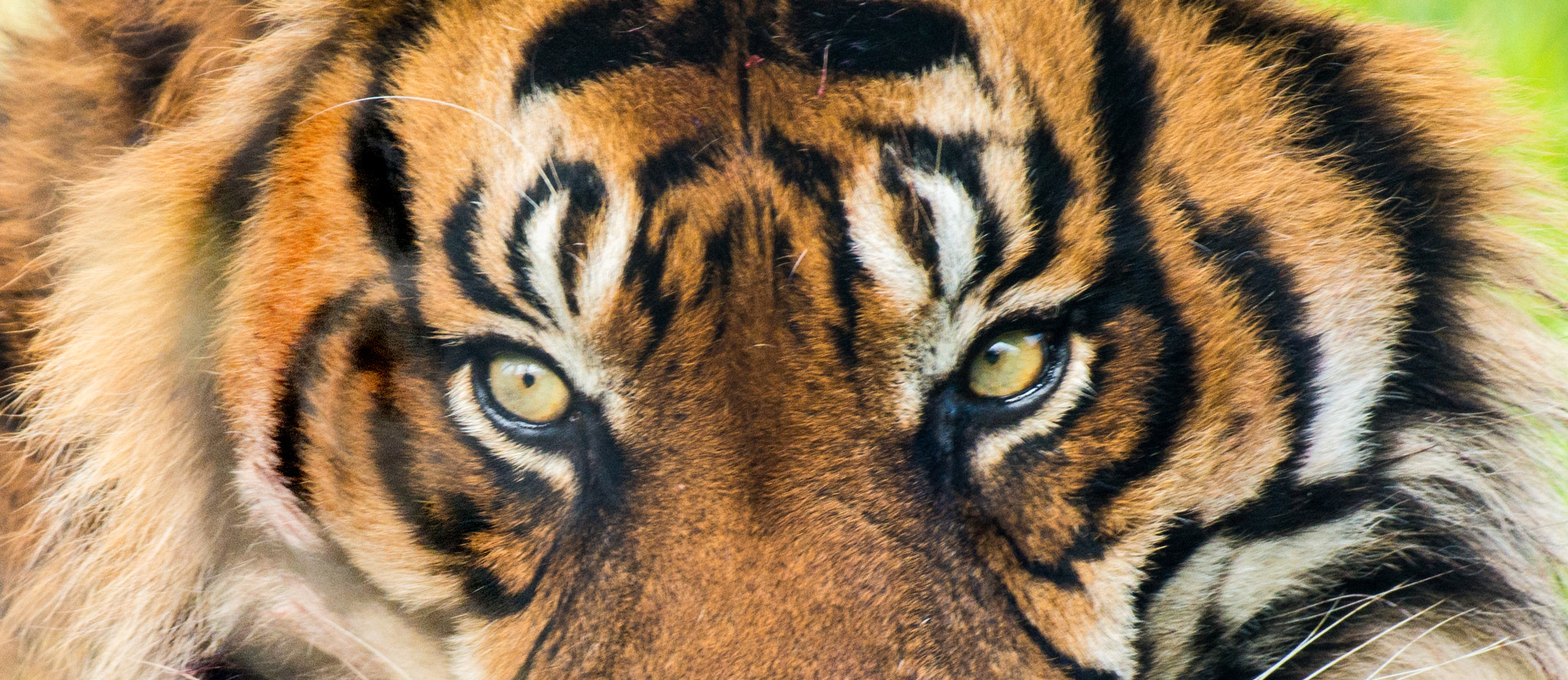 Nikon AF-S Nikkor 200-500mm F5.6E ED VR sample photo. The eye of the tiger photography