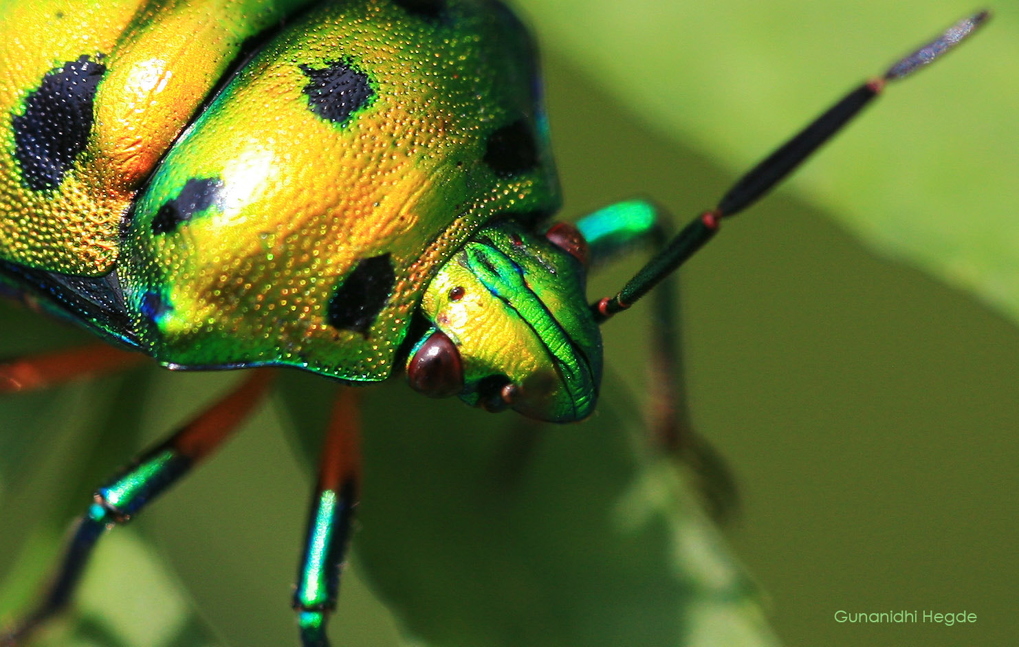 Sigma APO Macro 150mm f/2.8 EX DG HSM sample photo. Nature abstract, nature closeup photography