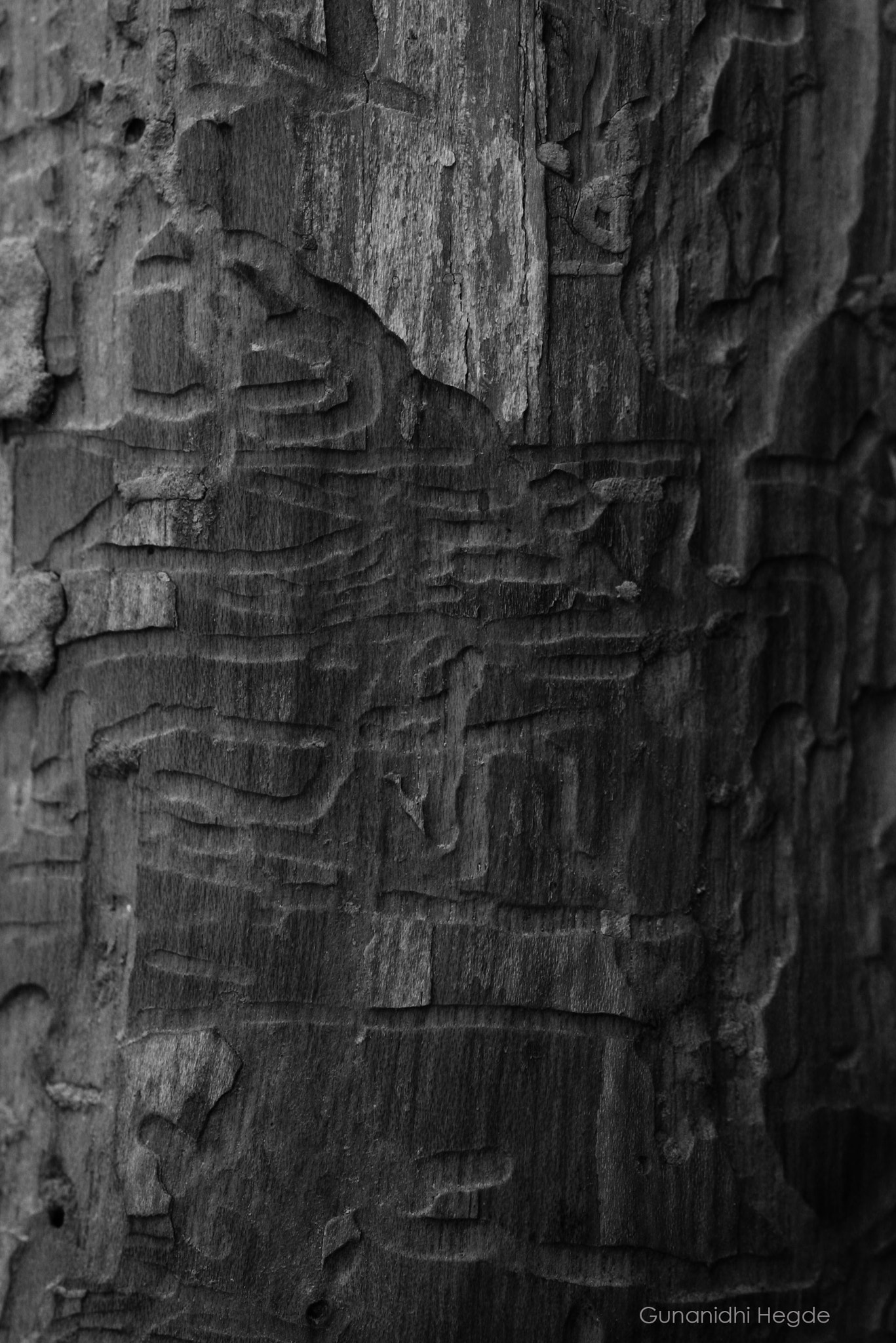 Sigma APO Macro 150mm f/2.8 EX DG HSM sample photo. Nature abstract, nature closeup photography