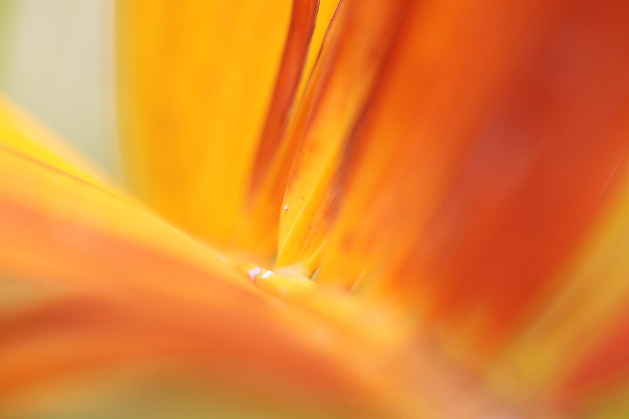 Sigma APO Macro 150mm f/2.8 EX DG HSM sample photo. Nature abstract, nature closeup photography
