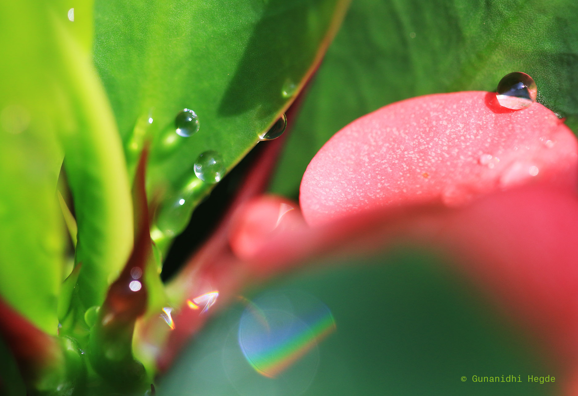 Sigma APO Macro 150mm f/2.8 EX DG HSM sample photo. Nature abstract, nature closeup photography
