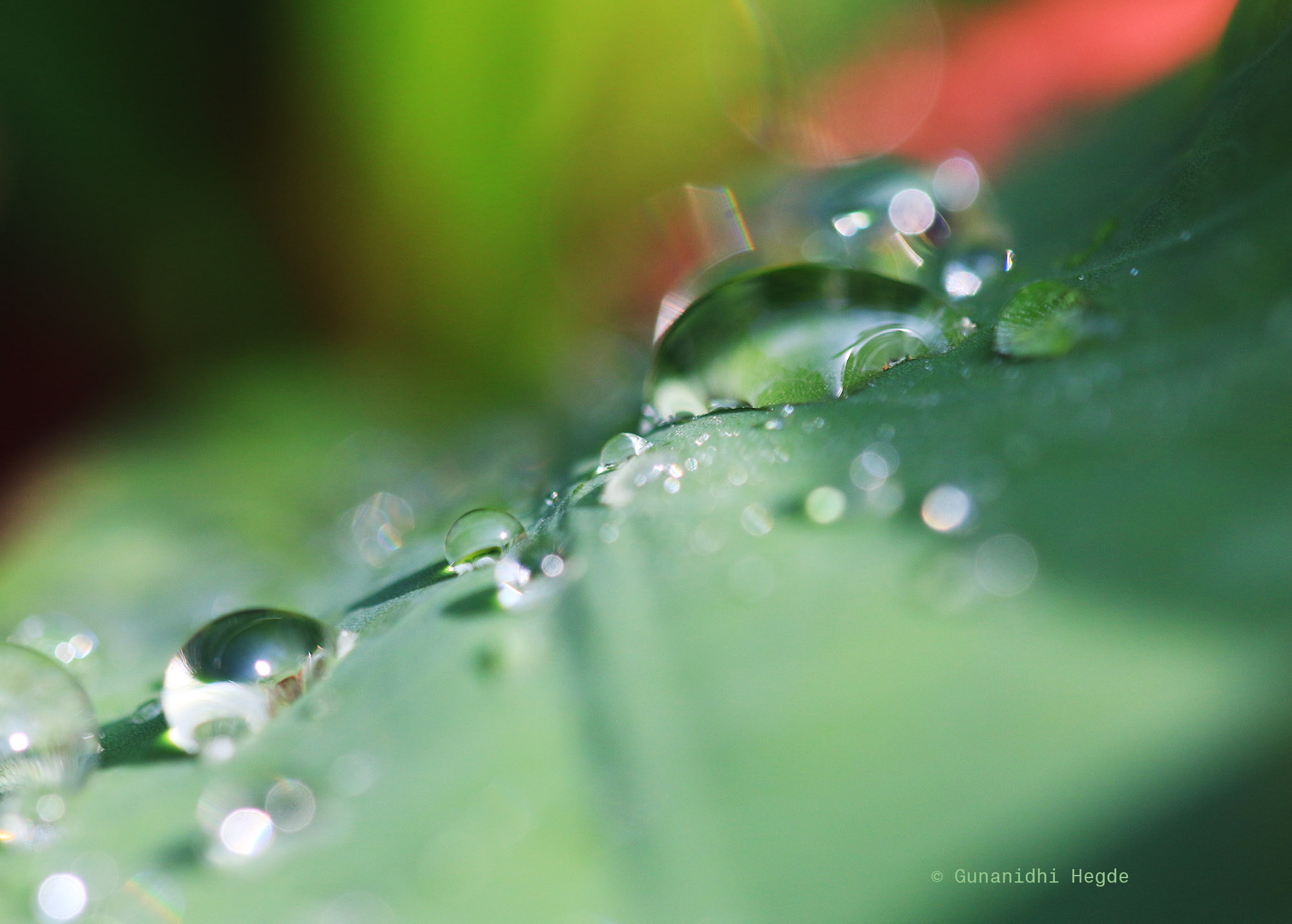 Sigma APO Macro 150mm f/2.8 EX DG HSM sample photo. Nature abstract, nature closeup photography