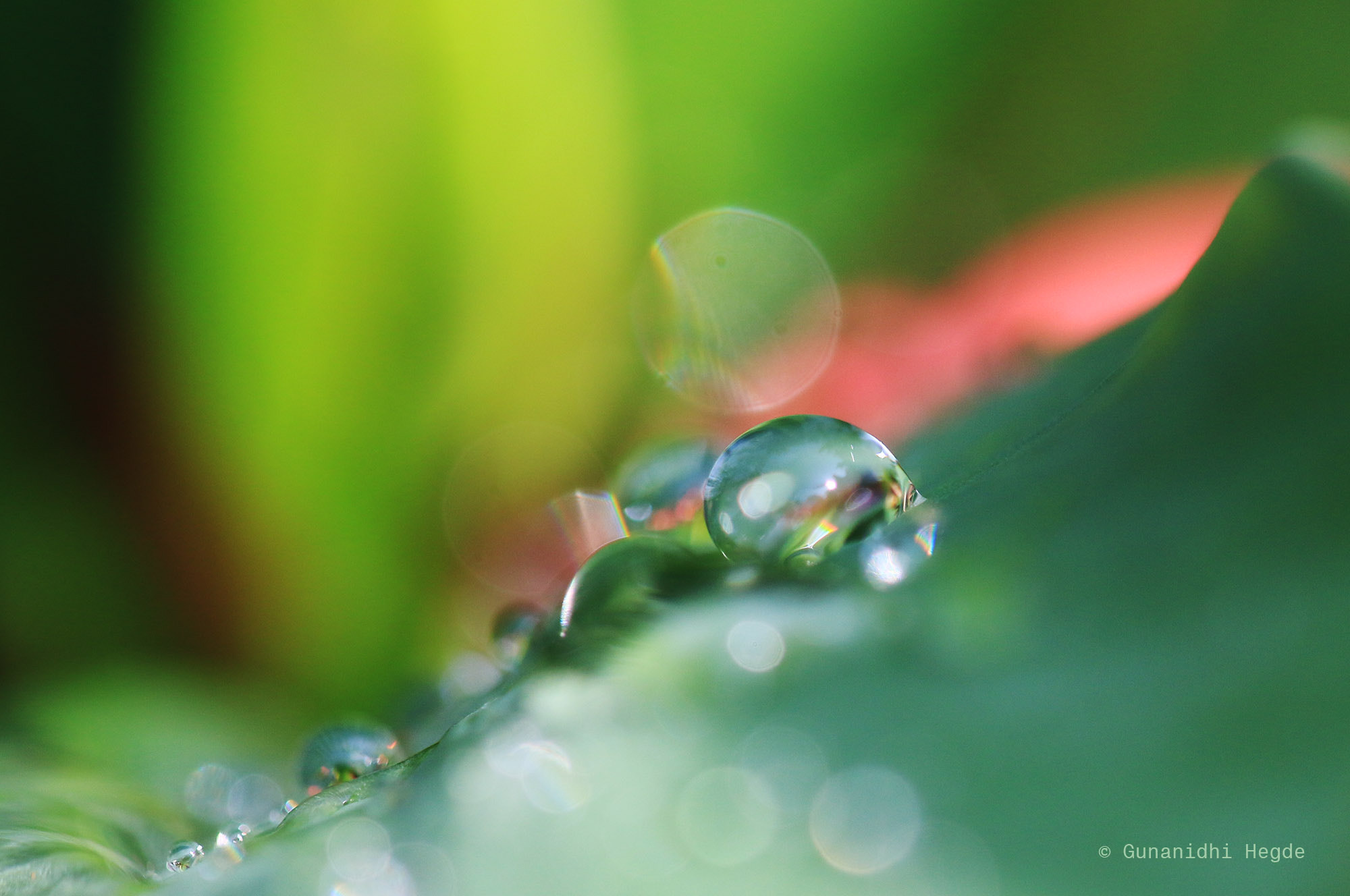 Sigma APO Macro 150mm f/2.8 EX DG HSM sample photo. Nature abstract, nature closeup photography
