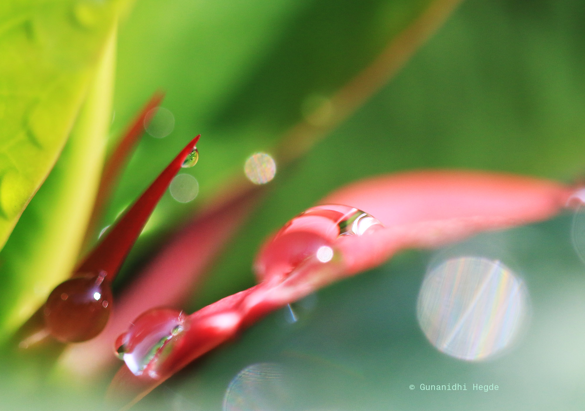 Sigma APO Macro 150mm f/2.8 EX DG HSM sample photo. Nature abstract, nature closeup photography