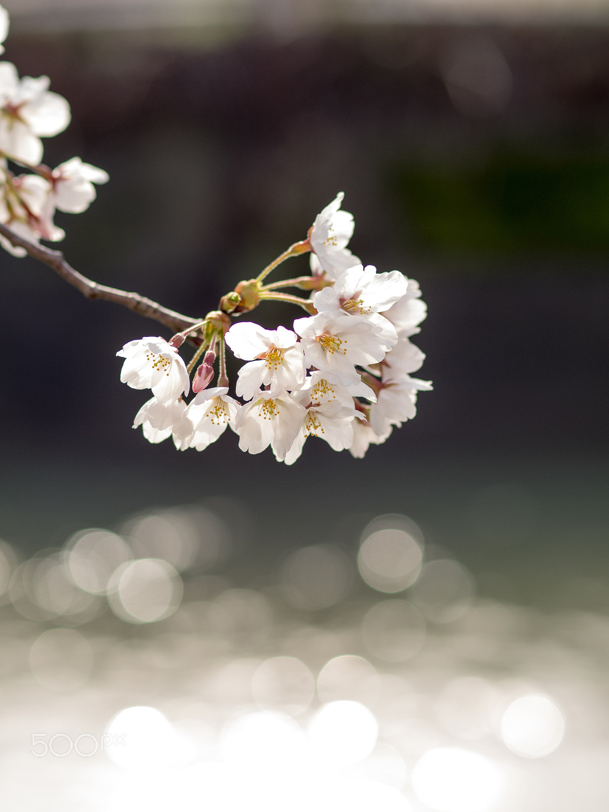 Olympus OM-D E-M1 + OLYMPUS 50mm Lens sample photo. Cherry blossom photography