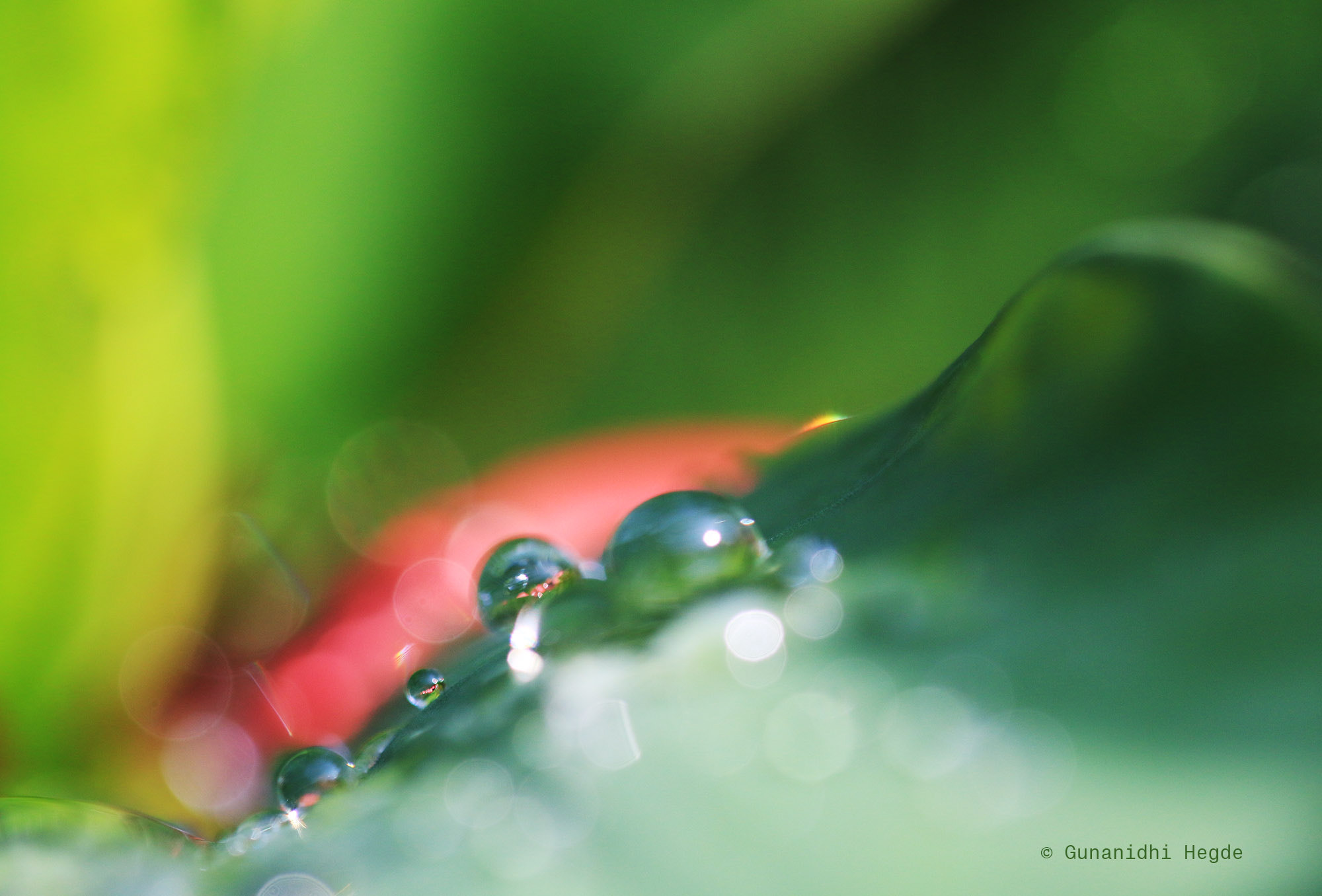 Sigma APO Macro 150mm f/2.8 EX DG HSM sample photo. Nature abstract, nature closeup photography