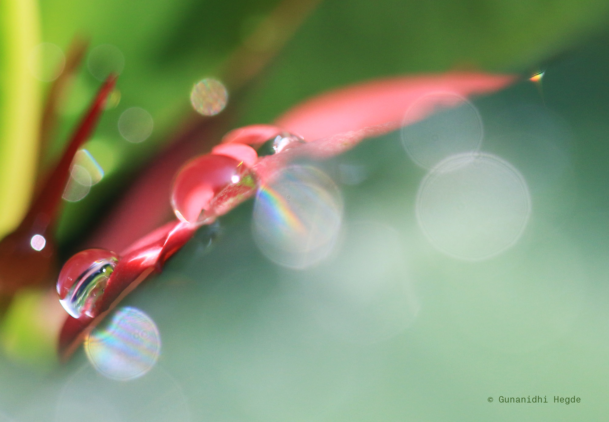 Sigma APO Macro 150mm f/2.8 EX DG HSM sample photo. Nature abstract, nature closeup photography