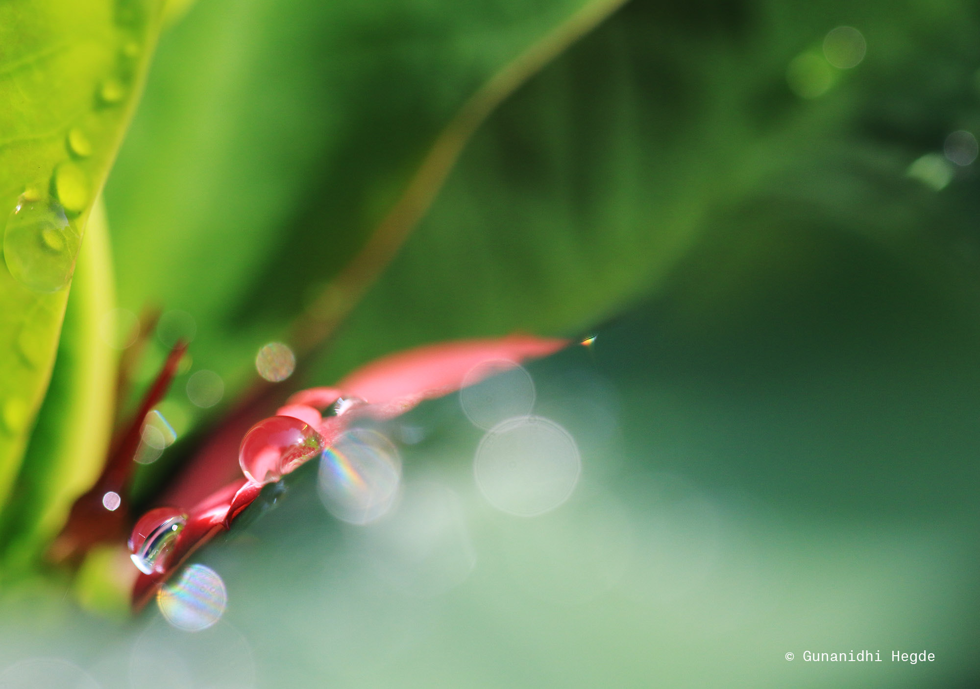 Sigma APO Macro 150mm f/2.8 EX DG HSM sample photo. Nature abstract, nature closeup photography
