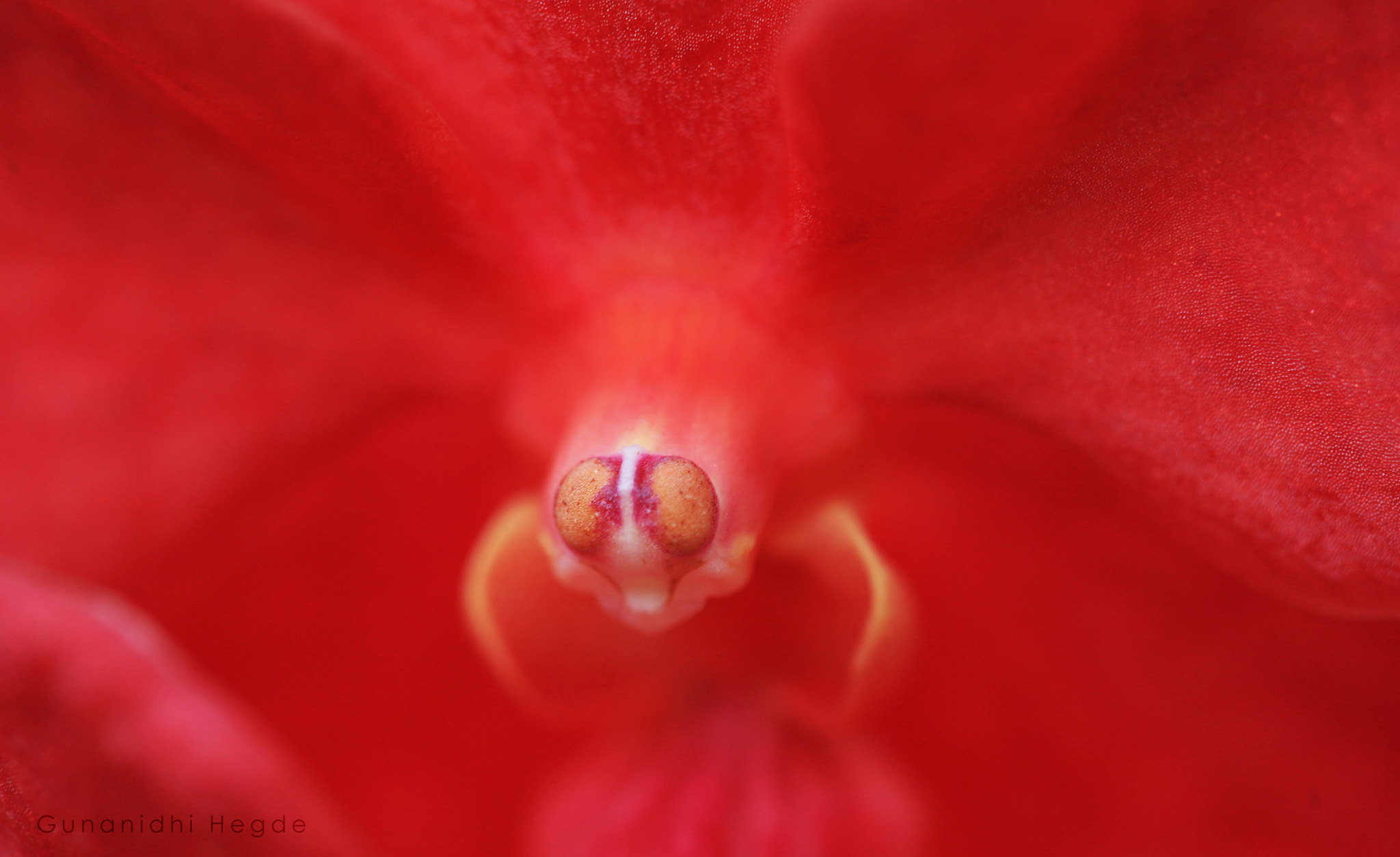 Sigma APO Macro 150mm f/2.8 EX DG HSM sample photo. Nature abstract, nature closeup photography