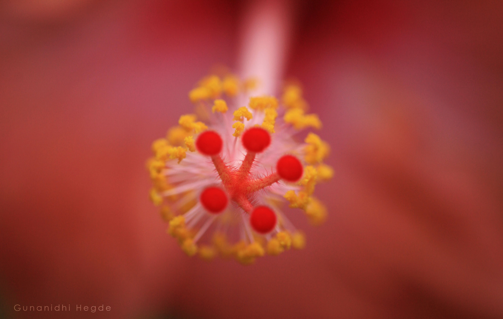 Sigma APO Macro 150mm f/2.8 EX DG HSM sample photo. Nature abstract, nature closeup photography