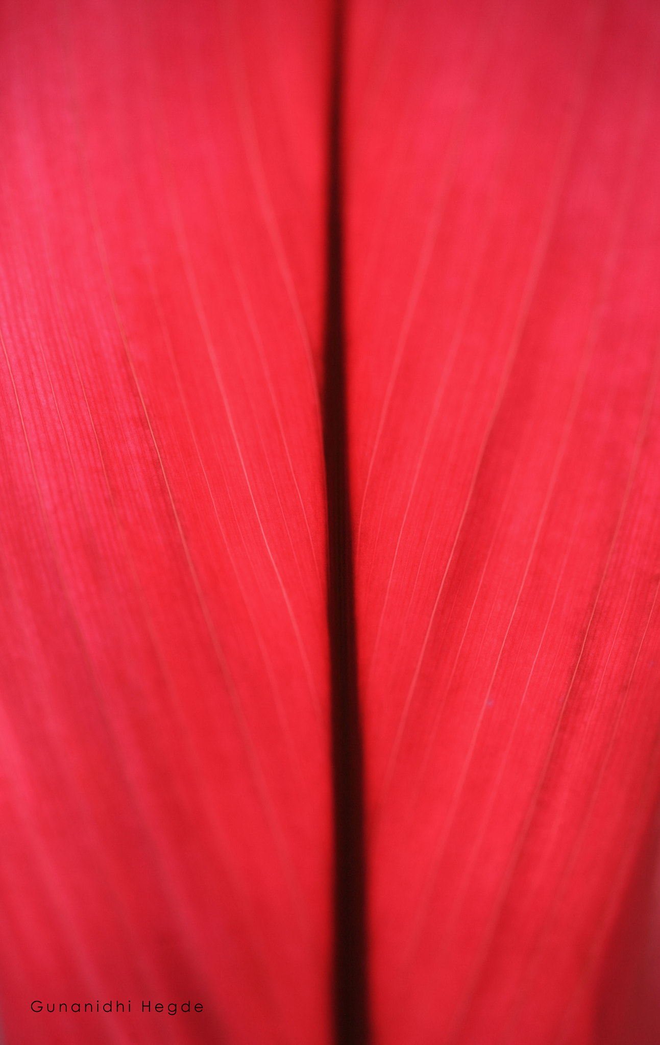 Sigma APO Macro 150mm f/2.8 EX DG HSM sample photo. Nature abstract, nature closeup photography