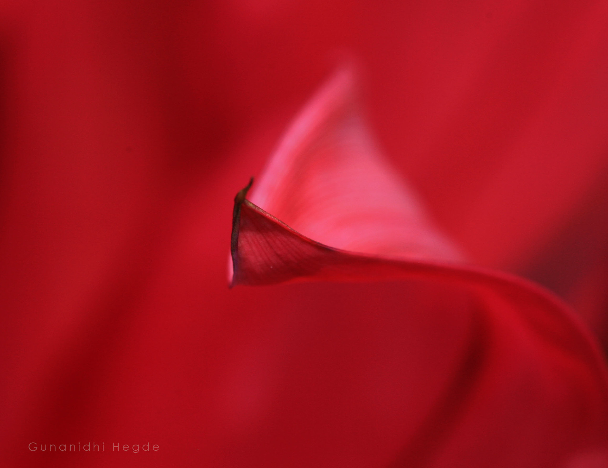 Sigma APO Macro 150mm f/2.8 EX DG HSM sample photo. Nature abstract, nature closeup photography