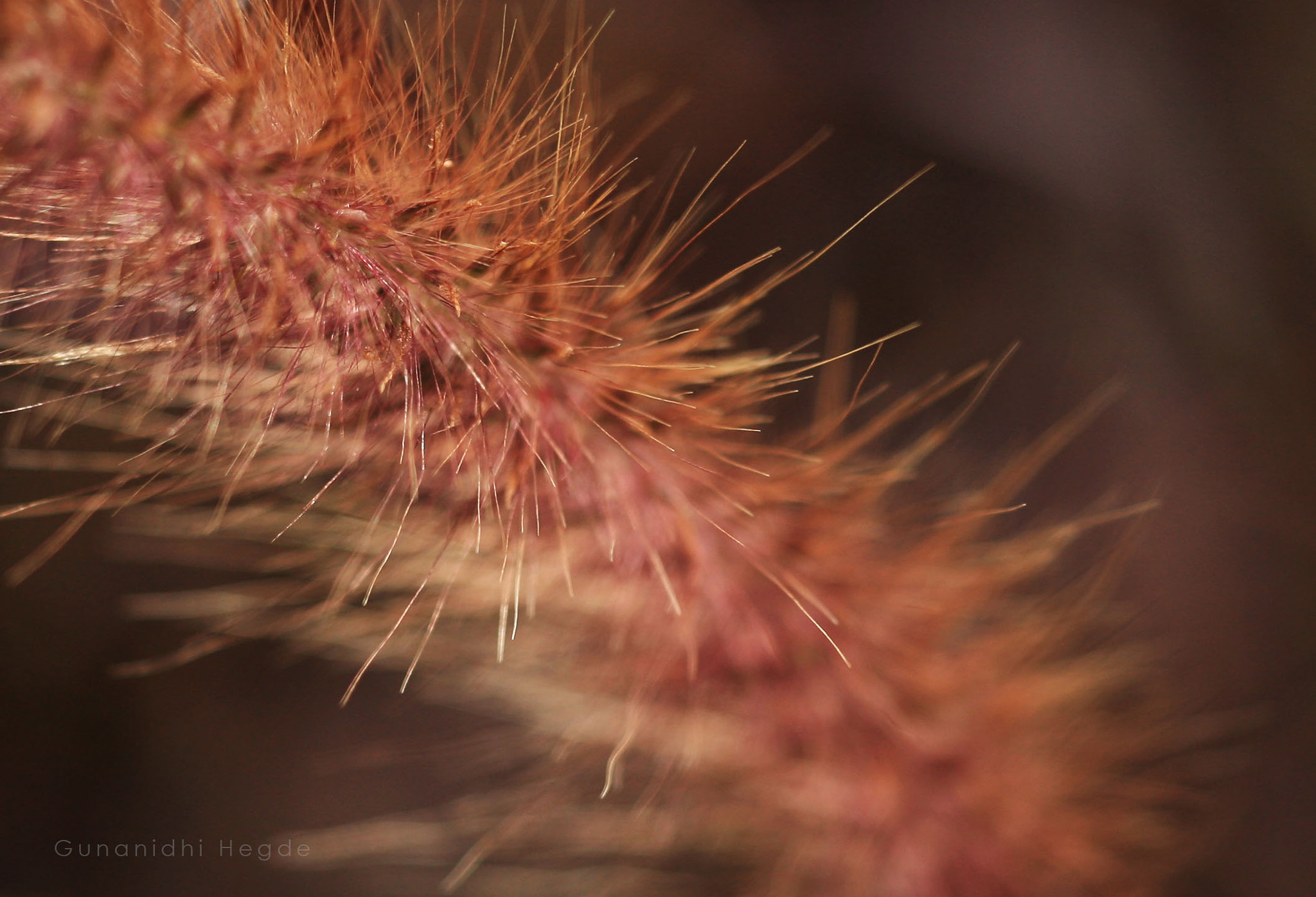 Sigma APO Macro 150mm f/2.8 EX DG HSM sample photo. Nature abstract, nature closeup photography