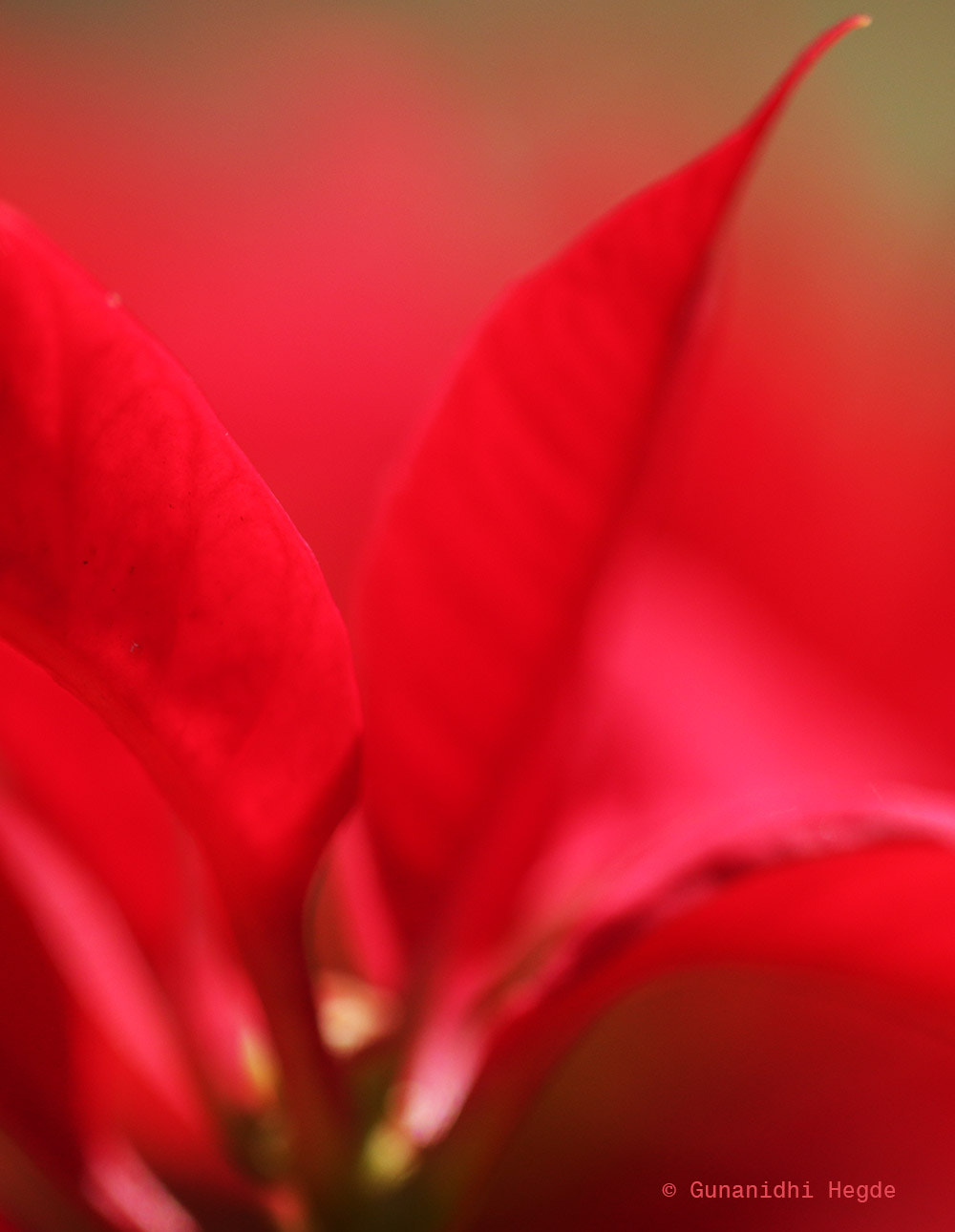 Sigma APO Macro 150mm f/2.8 EX DG HSM sample photo. Nature abstract, nature closeup photography