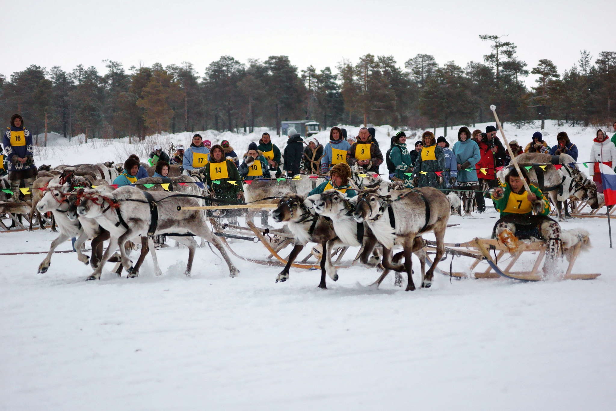 Sony DT 55-200mm F4-5.6 SAM sample photo. Deer race photography