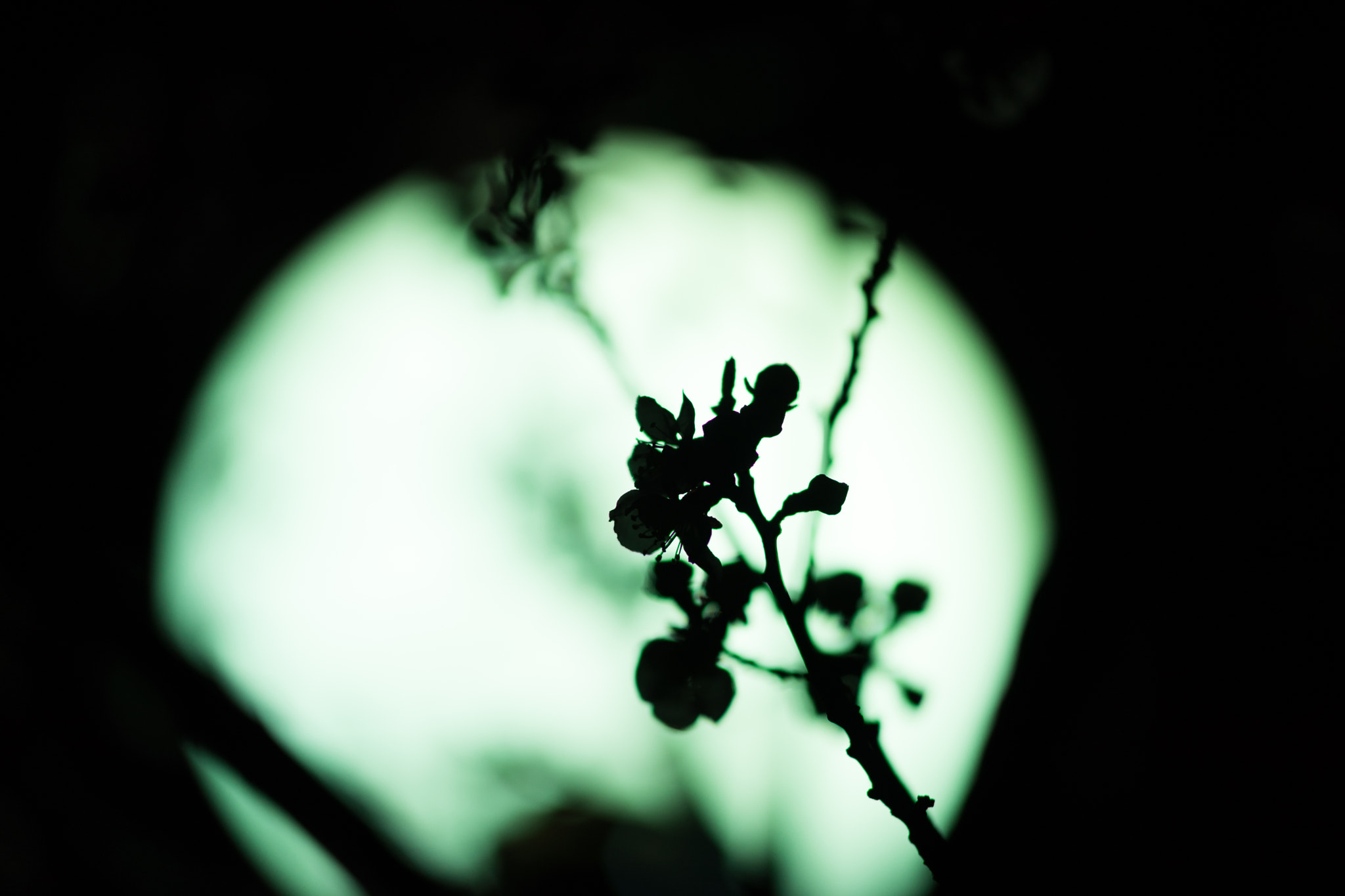 Sony Sonnar T* 135mm F1.8 ZA sample photo. Moon  & cherry blossom photography